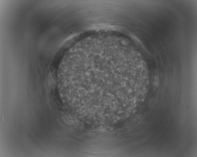 X0000080811063200701122235