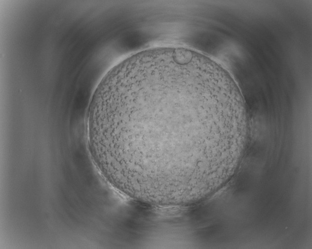 X0000080811150200701122234