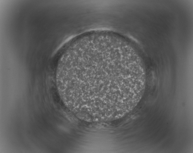 X0000080811255200701122231