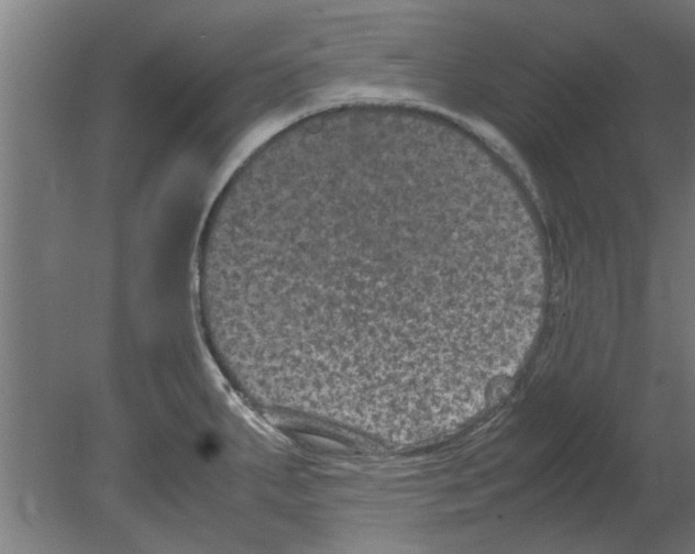 X0000080811287200701122231