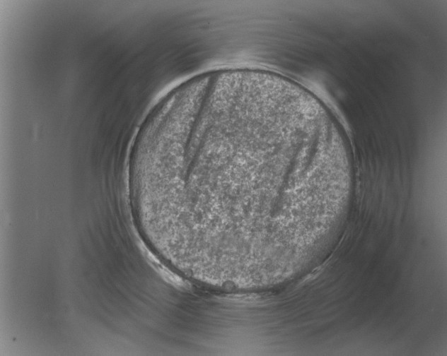 X0000080811388200701122229