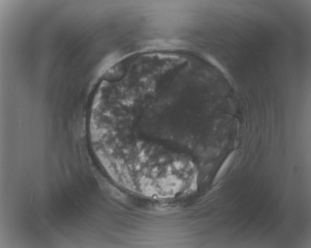 X0000080811459200701122228