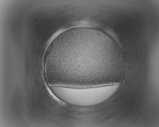 X0000081271479200701110855