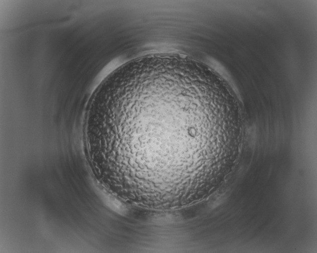 X0000081271002200701111301