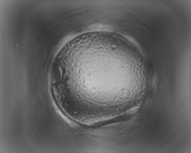 X0000081271383200701111255