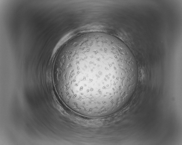 X0000081270004200701181729