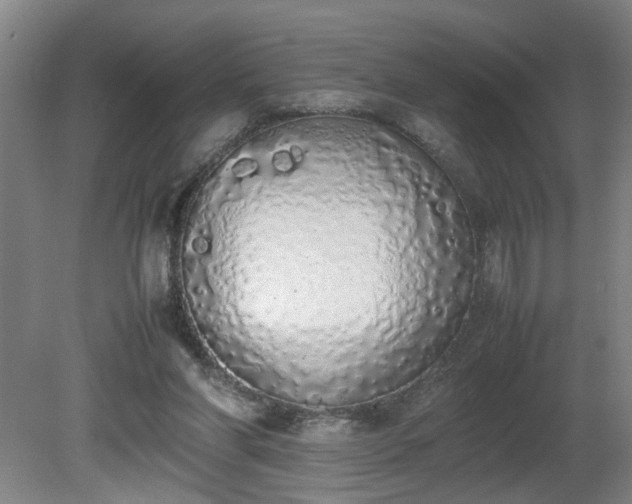 X0000081270206200701181725