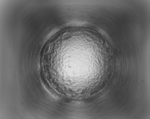 X0000081270582200701181719