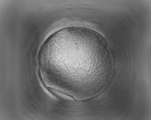 X0000081271515200701181703
