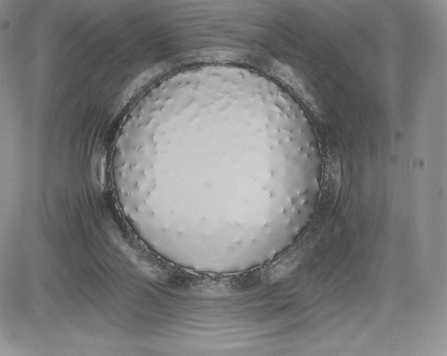 X0000081270110200701251612