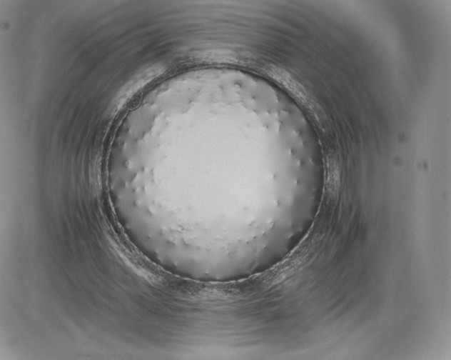 X0000081270390200701251608