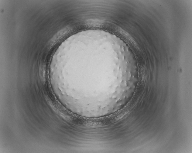 X0000081270494200701251606