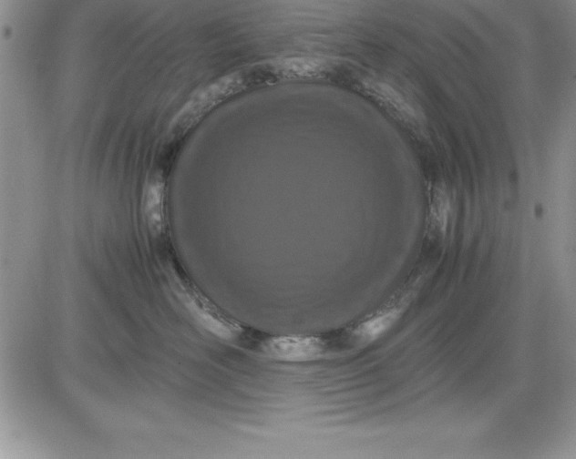 X0000081270526200701251606