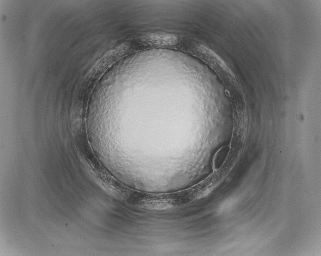 X0000081270553200701251605