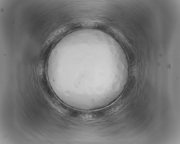 X0000081270687200701251603
