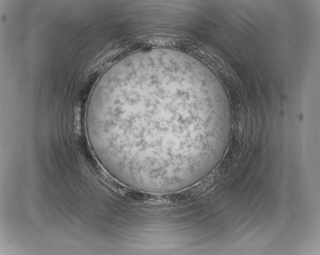 X0000081270696200701251603