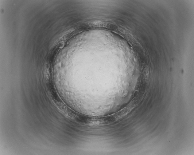 X0000081270746200701251602