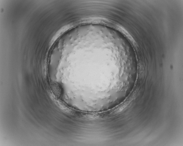 X0000081270994200701251558