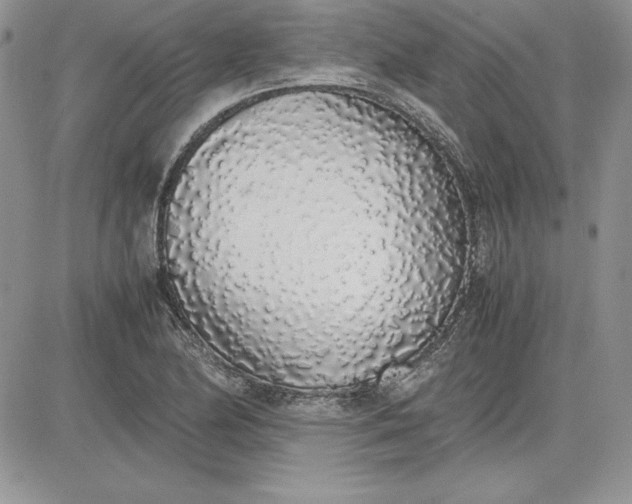 X0000081271174200701251555