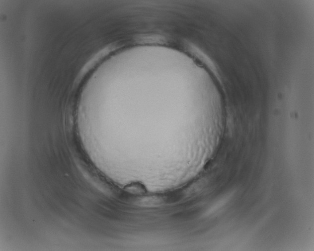 X0000081270059200702012204