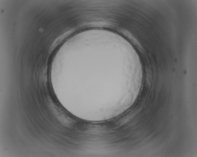 X0000081270486200702012157