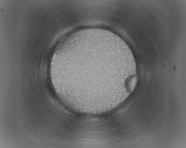X0000081270640200702012154