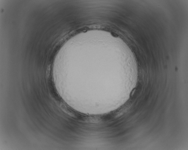X0000081270652200702012155