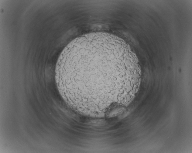 X0000081270659200702012155