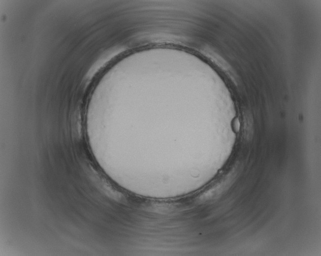 X0000081270782200702012152