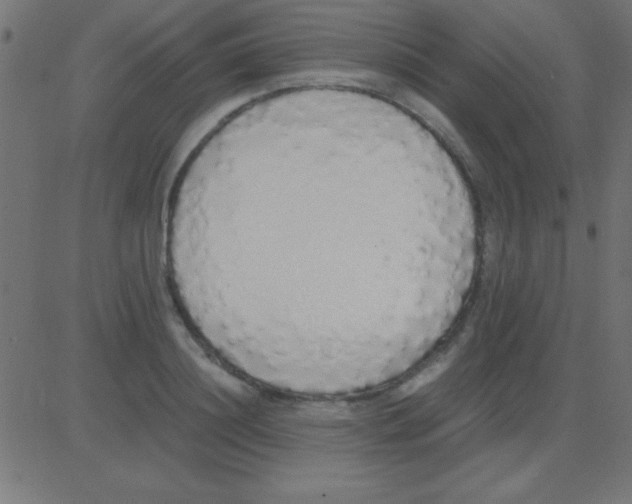 X0000081270844200702012151