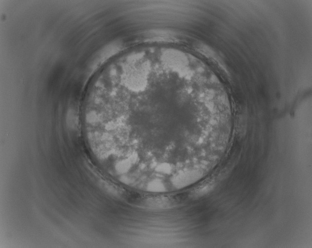 X0000081270882200702012151