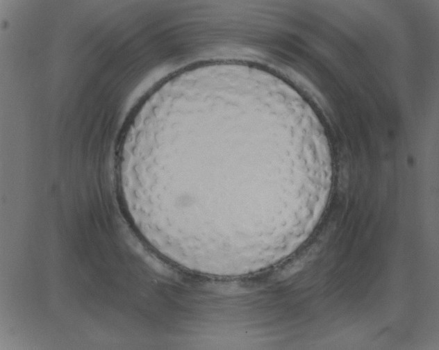 X0000081270990200702012149