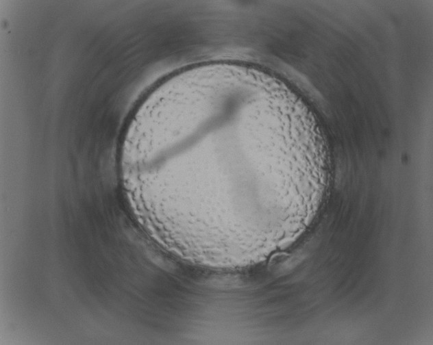 X0000081271174200702012146