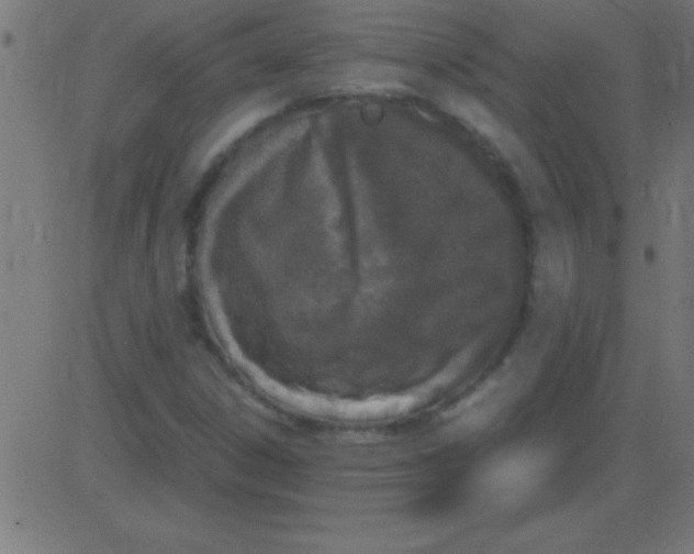 X0000081271306200702012143