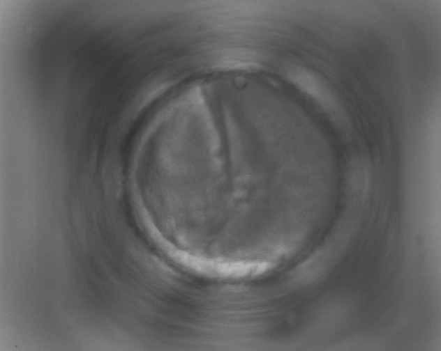 X0000081271306200702081916