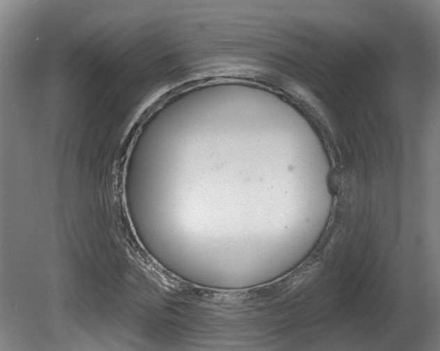 X0000081280875200701110931