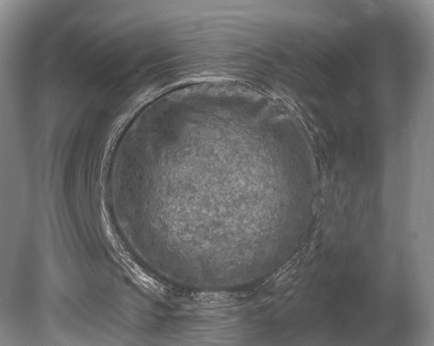 X0000081280145200701181752