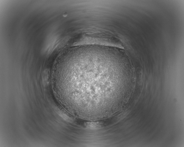 X0000081280273200701181751