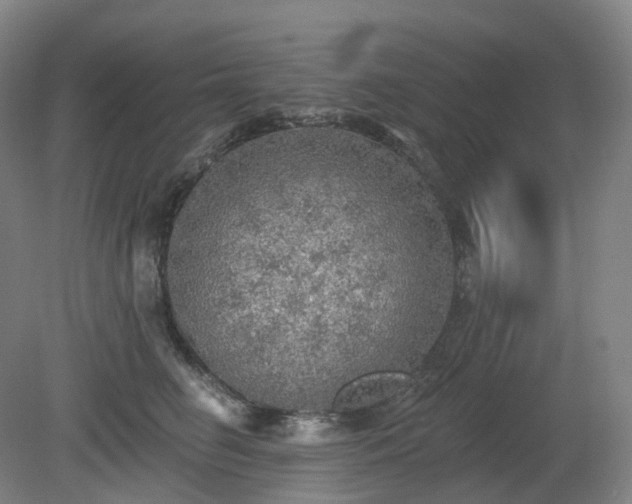 X0000081280662200701181744