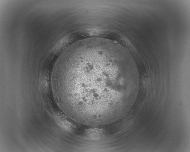 X0000081280691200701181743