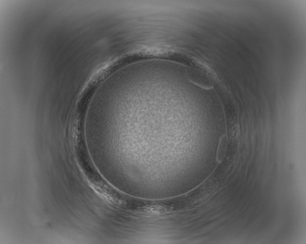 X0000081280736200701181742