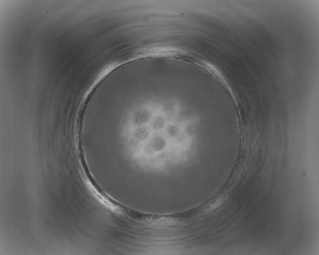 X0000081280851200701181741