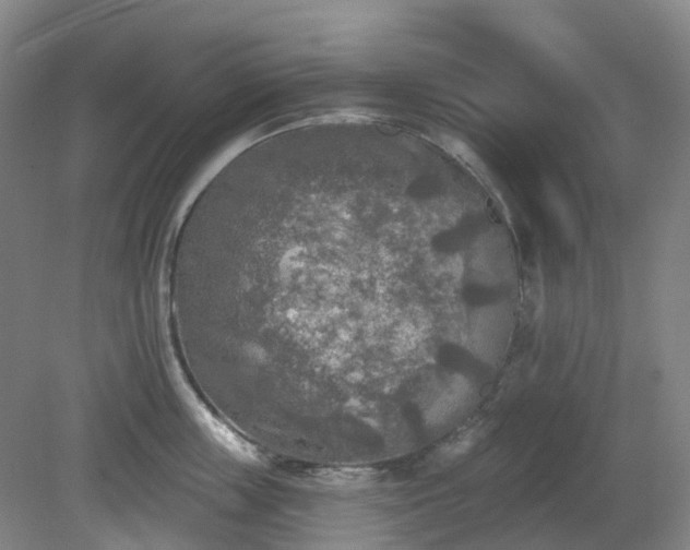 X0000081280859200701181741