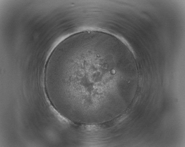 X0000081280903200701181740