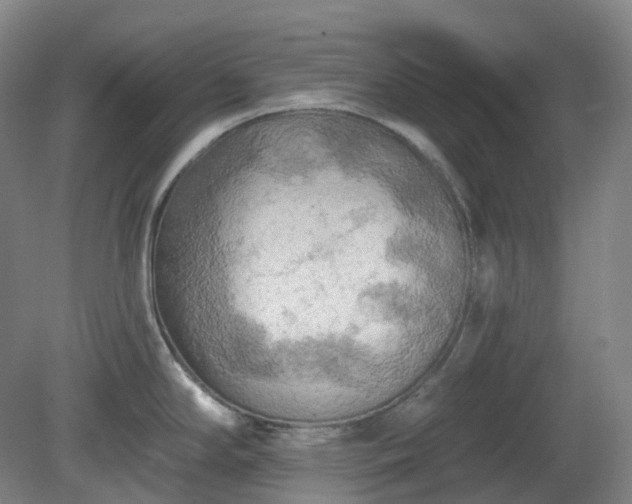 X0000081281294200701181733