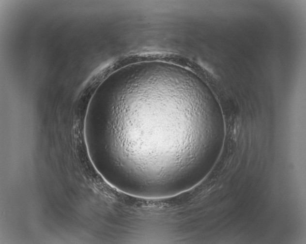 X0000081281351200701181732
