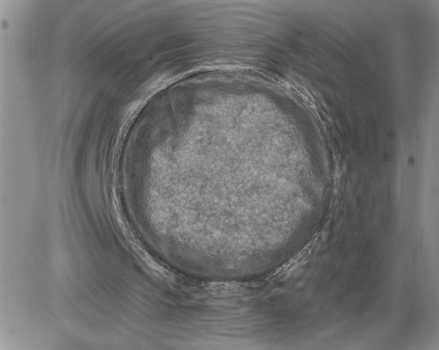 X0000081280145200701251636