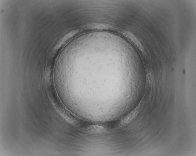 X0000081280159200701251637