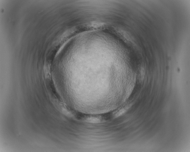 X0000081280236200701251636