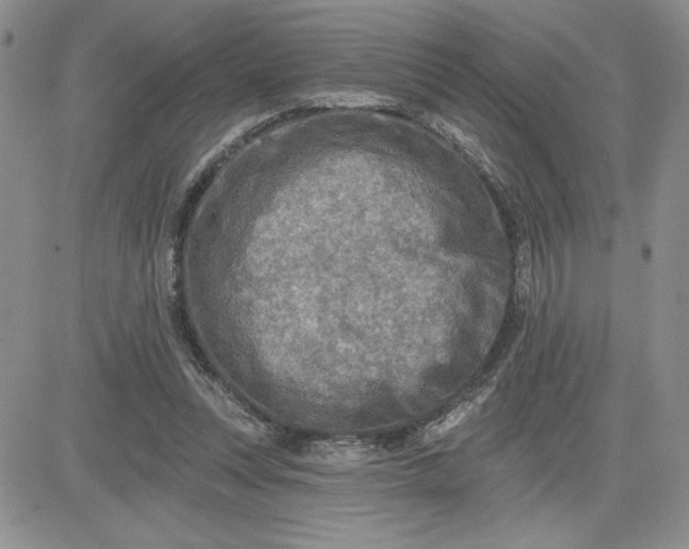 X0000081280351200701251633